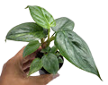 2" Philodendron Sodiroi